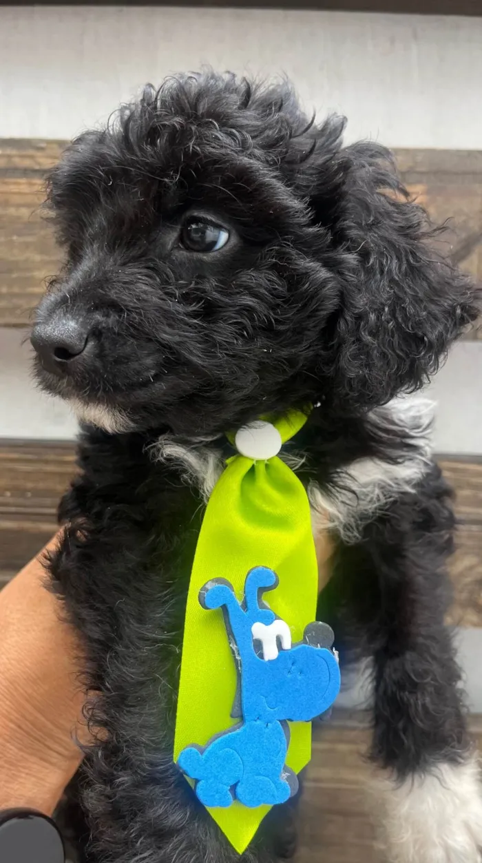 Cachorro ra a Mix de poodle idade 2 a 6 meses nome Fausto