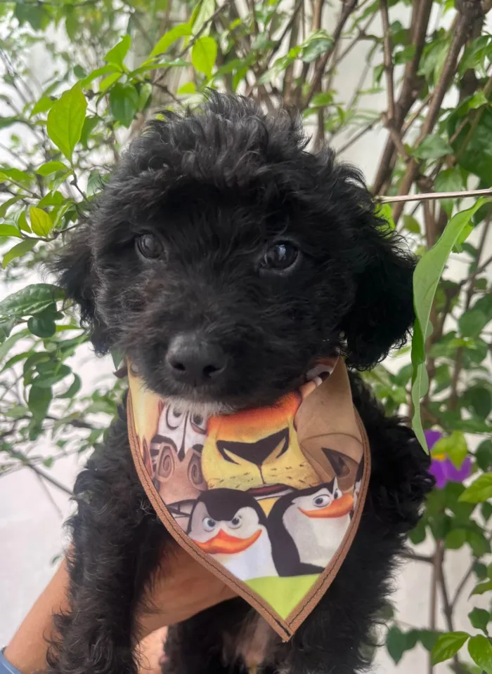 Cachorro ra a Mix de poodle idade 2 a 6 meses nome Fausto