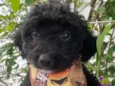 Fausto
