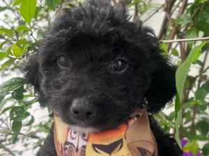 Cachorro raça Mix de poodle idade 2 a 6 meses nome Fausto