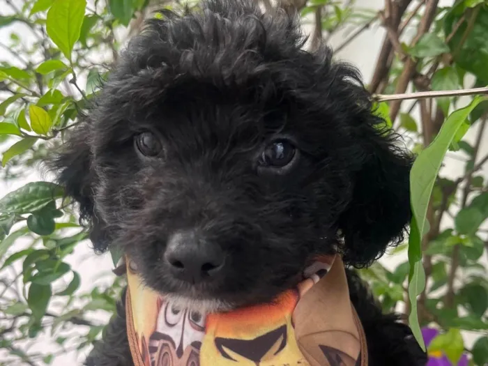 Cachorro ra a Mix de poodle idade 2 a 6 meses nome Fausto