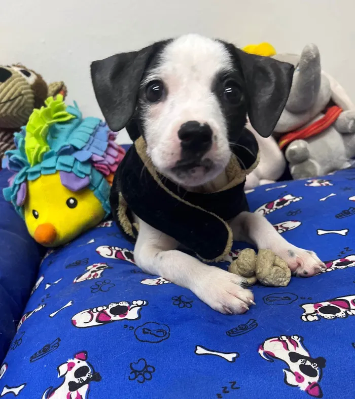 Cachorro ra a SRD-ViraLata idade 2 a 6 meses nome Fernanda 