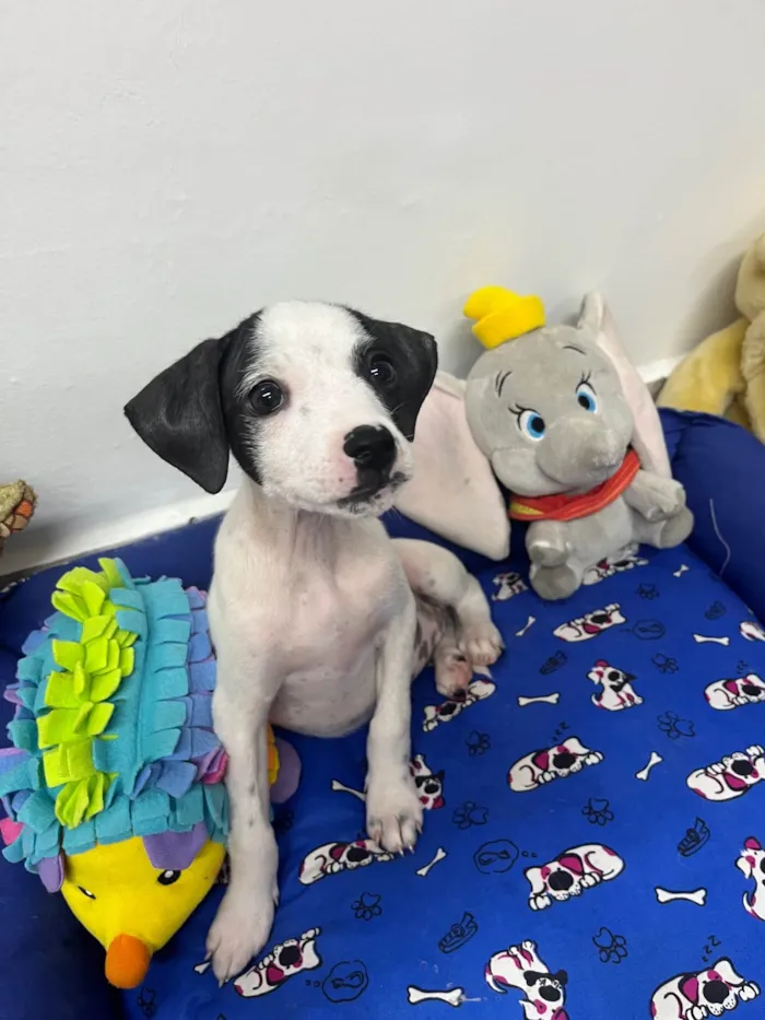 Cachorro ra a SRD-ViraLata idade 2 a 6 meses nome Fernanda 