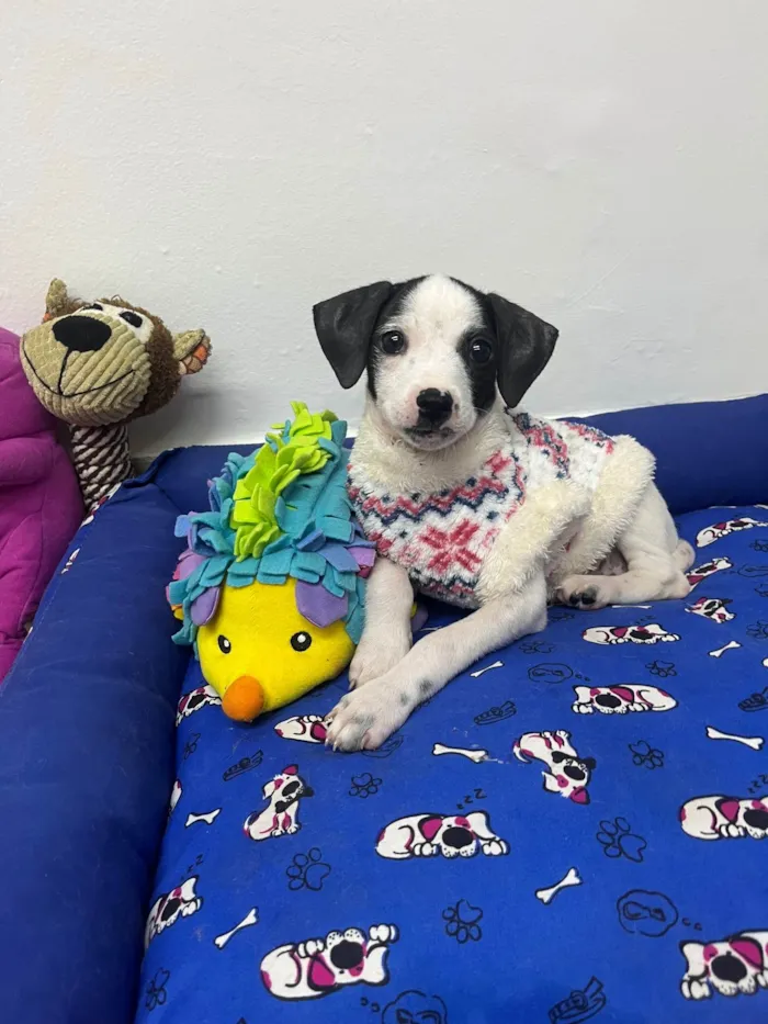Cachorro ra a SRD-ViraLata idade 2 a 6 meses nome Fernanda 