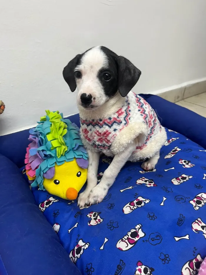 Cachorro ra a SRD-ViraLata idade 2 a 6 meses nome Fernanda 