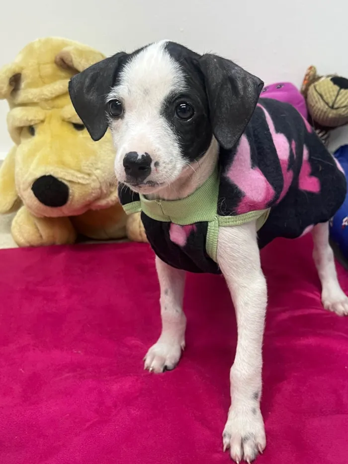 Cachorro ra a SRD-ViraLata idade 2 a 6 meses nome Fernanda 