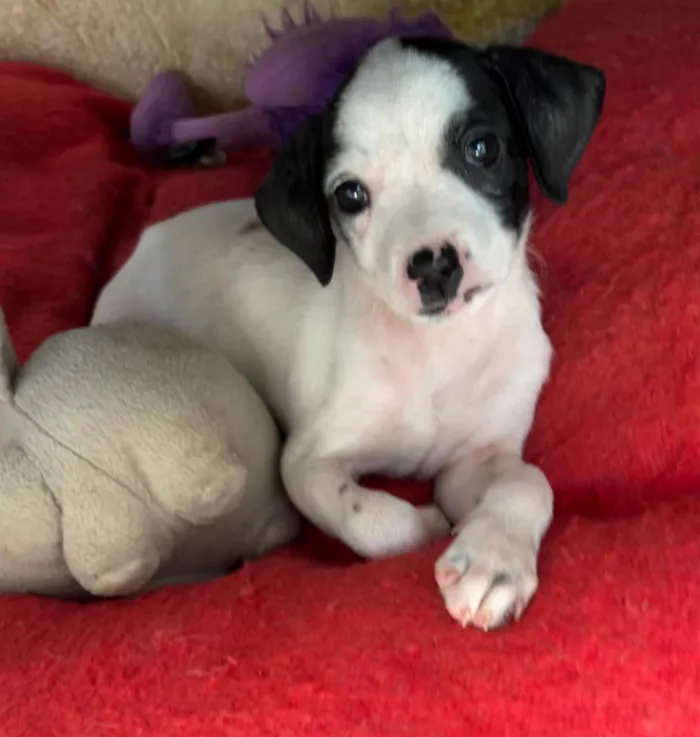 Cachorro ra a SRD-ViraLata idade 2 a 6 meses nome Fernanda 