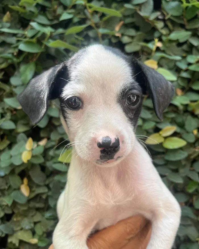 Cachorro ra a SRD-ViraLata idade 2 a 6 meses nome Fernanda 