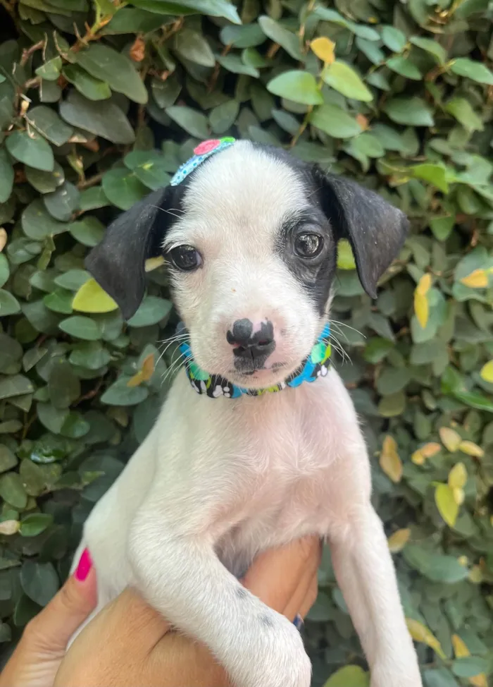 Cachorro ra a SRD-ViraLata idade 2 a 6 meses nome Fernanda 