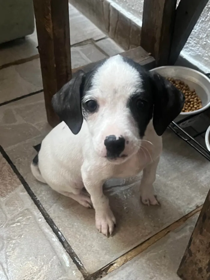 Cachorro ra a SRD-ViraLata idade 2 a 6 meses nome Fernanda 