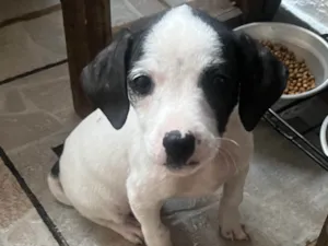 Cachorro raça SRD-ViraLata idade 2 a 6 meses nome Fernanda 