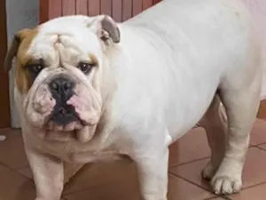 Cachorro raça Bulldog Inglês idade 5 anos nome Arthur