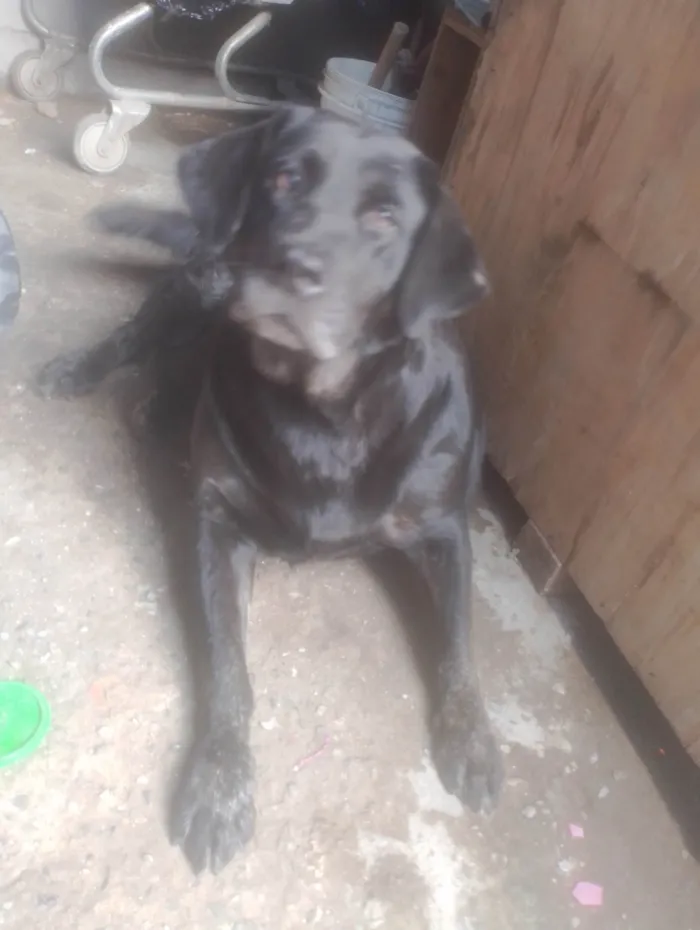 Cachorro ra a Labrador idade  nome Negona 