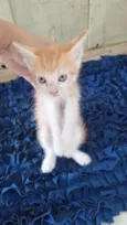 Gatos
