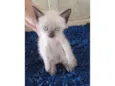 Gatos