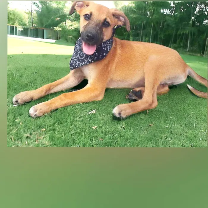 Cachorro ra a Srd idade 1 ano nome LUPITA