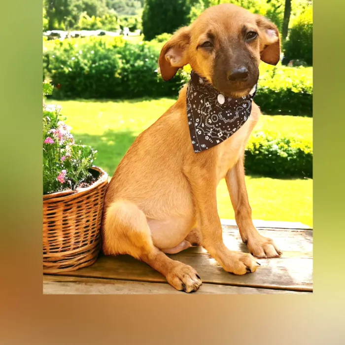 Cachorro ra a Srd idade 1 ano nome LUPITA