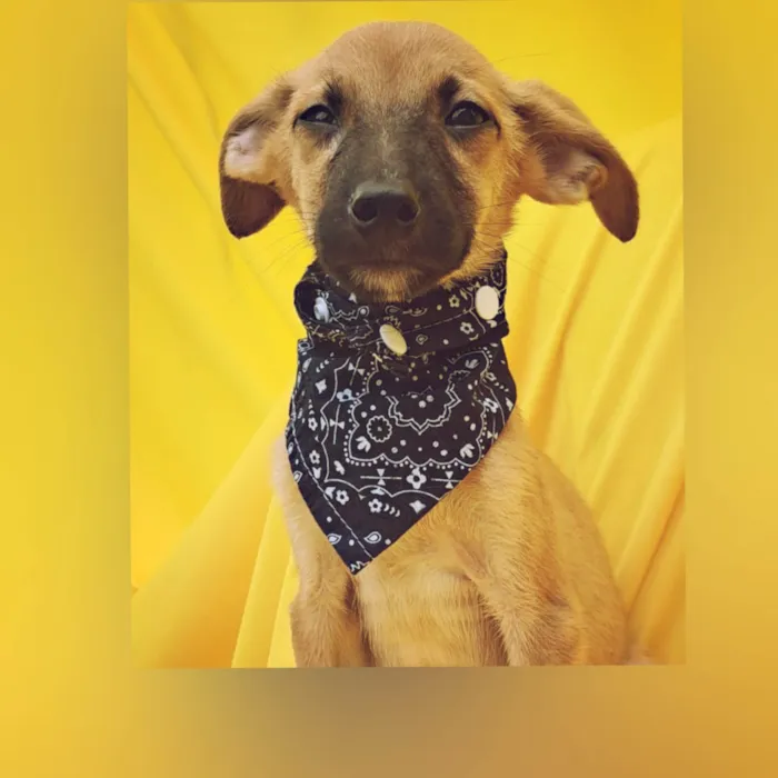 Cachorro ra a Srd idade 1 ano nome LUPITA