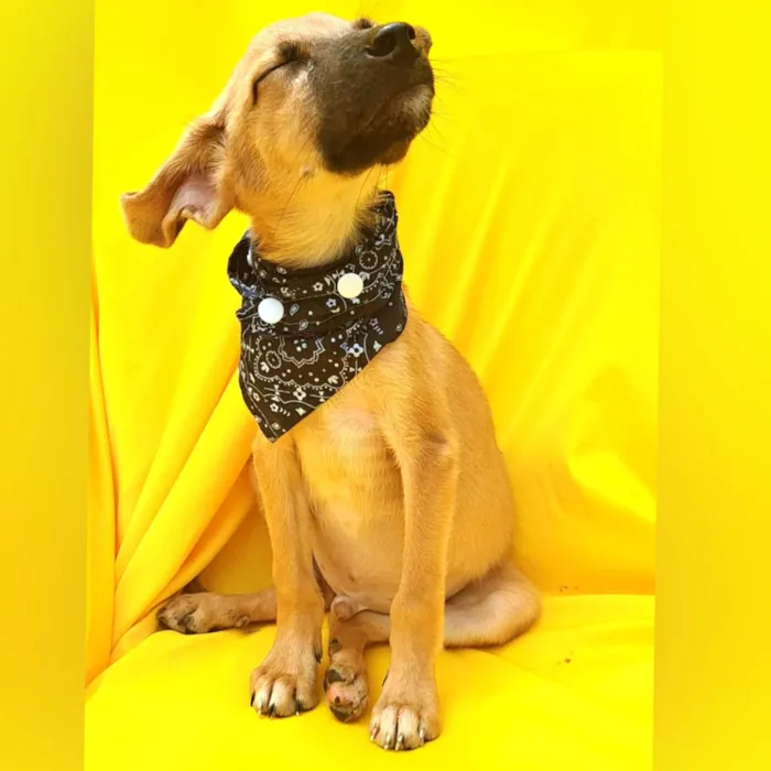Cachorro ra a Srd idade 1 ano nome LUPITA