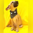 Bolt