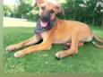 Bolt
