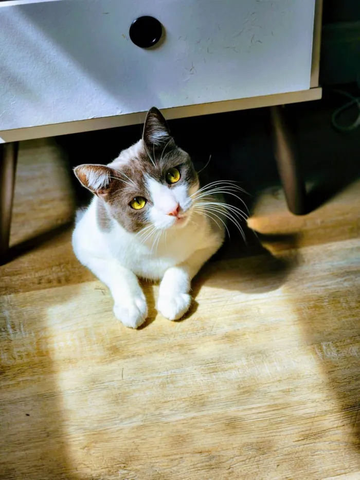 Gato ra a SRD-ViraLata idade 3 anos nome Gatinho