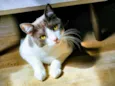 Gatinho