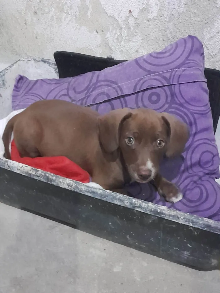 Cachorro ra a SRD-ViraLata idade Abaixo de 2 meses nome Bombom