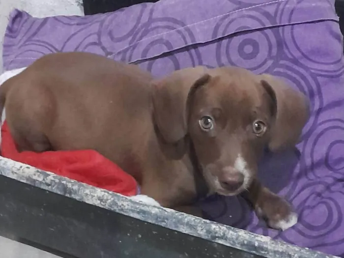 Cachorro ra a SRD-ViraLata idade Abaixo de 2 meses nome Bombom
