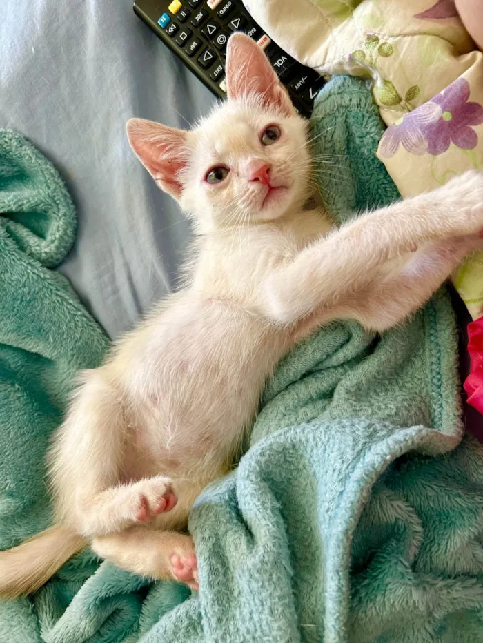 Gato ra a SRD idade 2 a 6 meses nome Nico