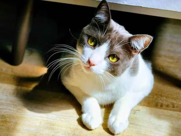 Gato ra a SRD-ViraLata idade 3 anos nome Gatinho