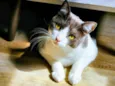 Gatinho