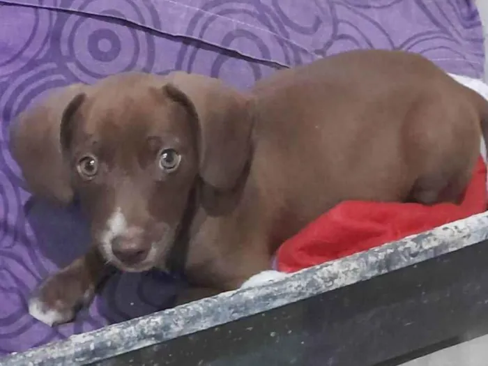 Cachorro ra a SRD-ViraLata idade Abaixo de 2 meses nome Bombom