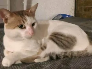 Gato raça SRD-ViraLata idade 7 a 11 meses nome ZION