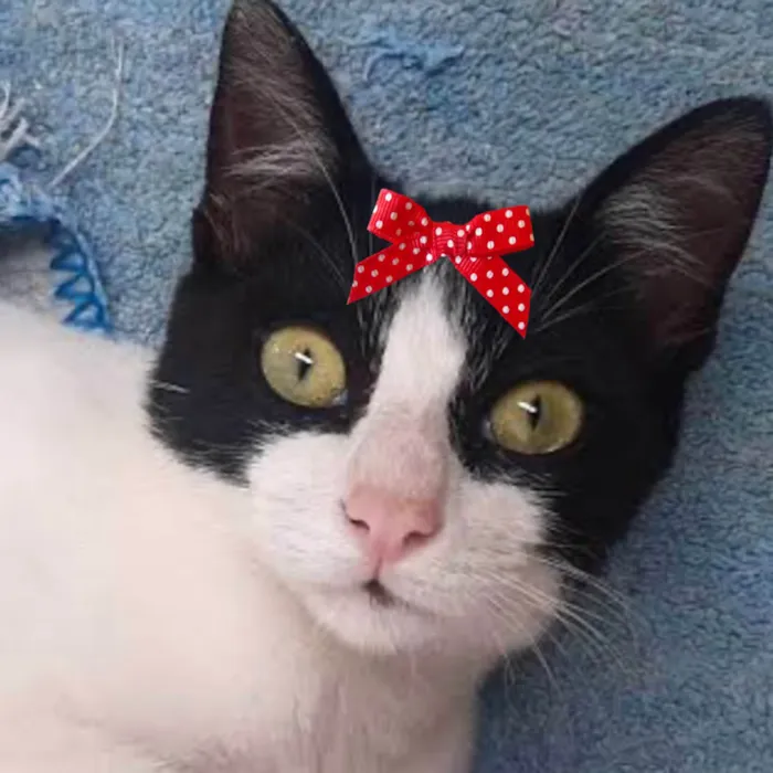 Cachorro ra a Srd idade 1 ano nome LUPITA