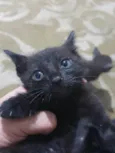 Gatinhos