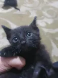 Gatinhos