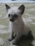 Gatinhos