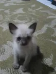 Gatinhos