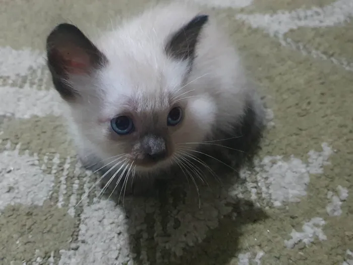 Gato ra a Felina idade 2 a 6 meses nome Gatinhos