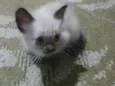 Gatinhos