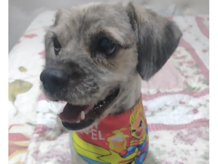 Cachorro ra a Mestico  idade 1 ano nome Fred 