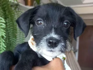 Cachorro raça SRD-ViraLata idade Abaixo de 2 meses nome ROMEU