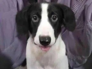 Cachorro raça Vira lata misturado  idade 2 a 6 meses nome Bidu