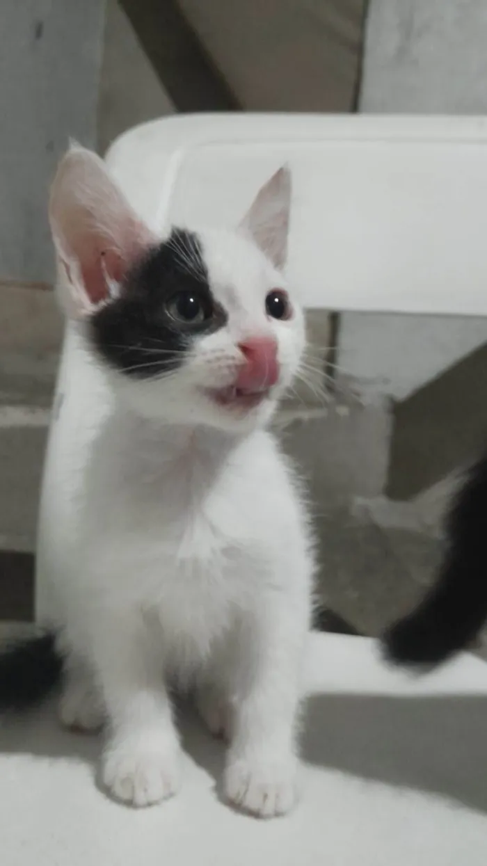 Gato ra a SRD-ViraLata idade Abaixo de 2 meses nome Pipoca