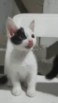 Pipoca