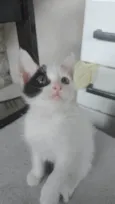 Pipoca