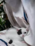 Pipoca