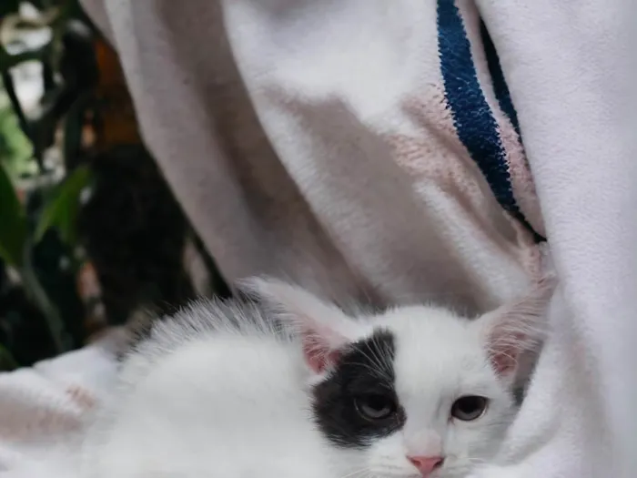 Gato ra a SRD-ViraLata idade Abaixo de 2 meses nome Pipoca
