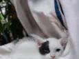 Pipoca